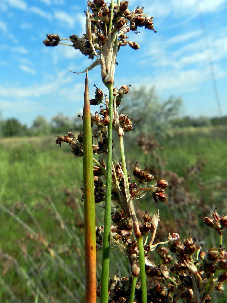 Juncus acutus